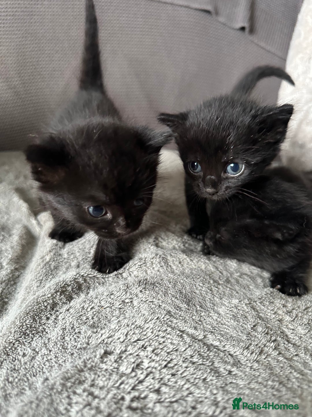 Domestic Shorthair cats for sale: 6 beautiful kittens available  - Image 5
