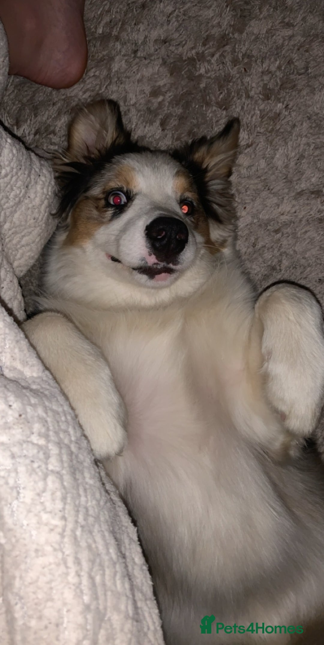Australian Shepherd dogs for sale: Beautiful Australian Shepherd looking for new home - Image 13
