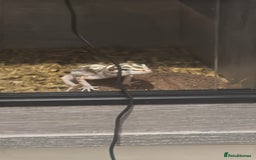 Leopard Gecko reptiles for sale: Snow Leopard gecko for sale with full set up - Image 6