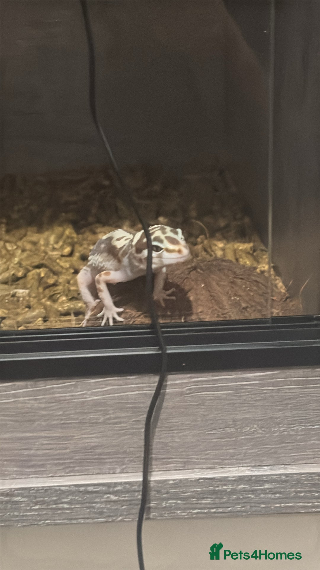 Leopard Gecko reptiles for sale: Snow Leopard gecko for sale with full set up - Image 6