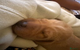 Labrador Retriever dogs for sale: Fox red labradors available now  - Advert 17