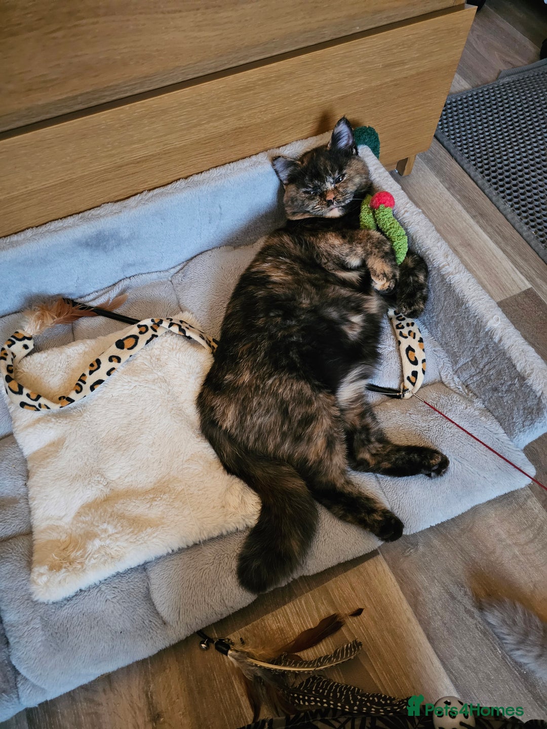 British Shorthair cats for sale: Gorgeous Tortie ✨ Rabies Vax ✅🌎✈️ - Image 9