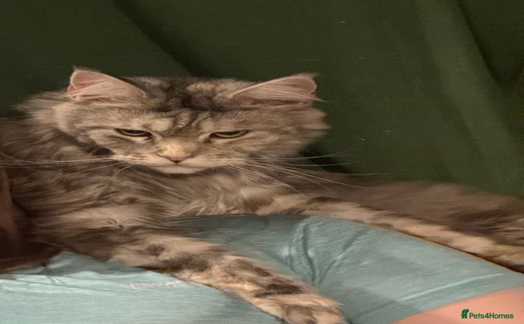 Maine Coon cats - Advert 8