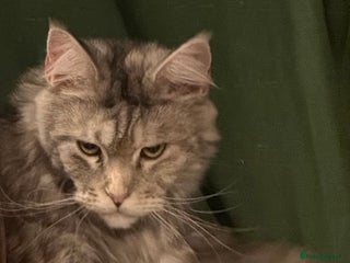 Maine Coon cats Gccf registered tabby girl - Advert 3