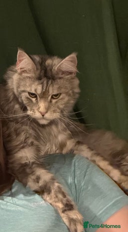 Maine Coon cats - Advert 8