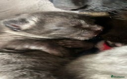 Mixed Breed cats for sale: 6 kittens looking for new homes  - Advert 20