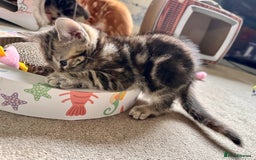 Mixed Breed cats for sale: Lovely bengal mix kittens: tabby, ginger, black - Image 24