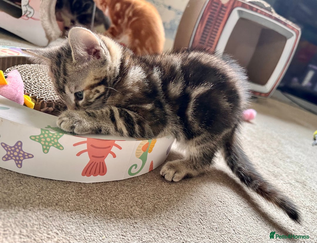 Mixed Breed cats for sale: Lovely bengal mix kittens: tabby, ginger, black - Image 24