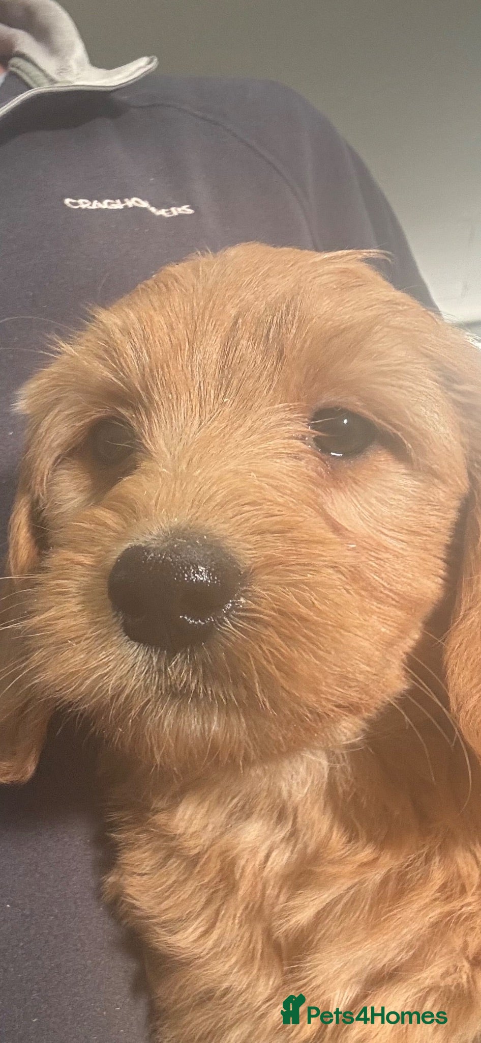 Mini Goldendoodle dogs F1 miniature Goldendoodle puppies. - Advert 2