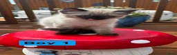 Ragdoll cats for sale: Stunning litter of ragdoll kittens  - Advert 9