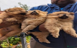 Pomeranian dogs for sale: Cute fluffy Pomeranian Puppies! (Read description) - Image 8
