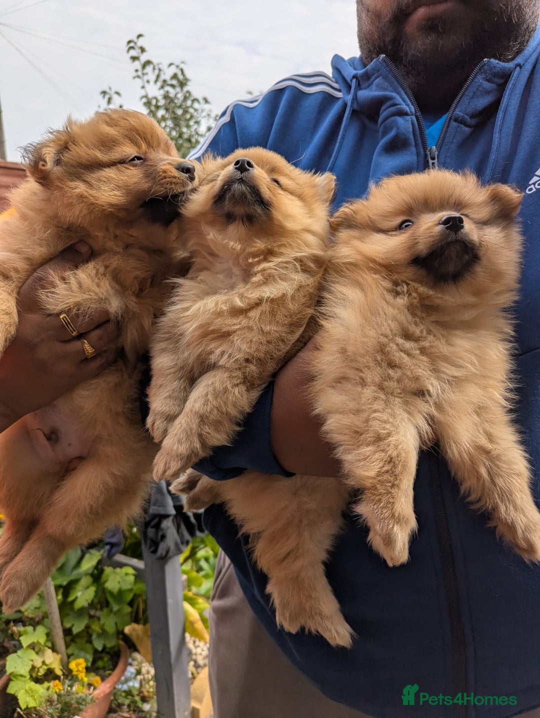 Pomeranian dogs for sale: Cute fluffy Pomeranian Puppies! (Read description) - Image 8