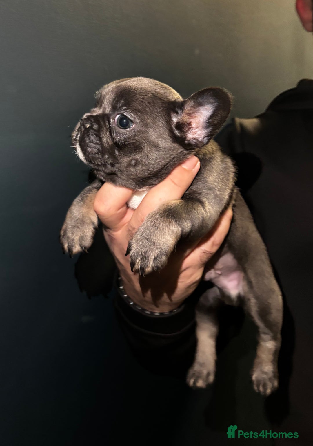 French Bulldog dogs for sale: French bulldog puppies - Advert 4