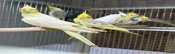 Cockatiels birds for sale: Baby cocktails  - Advert 5