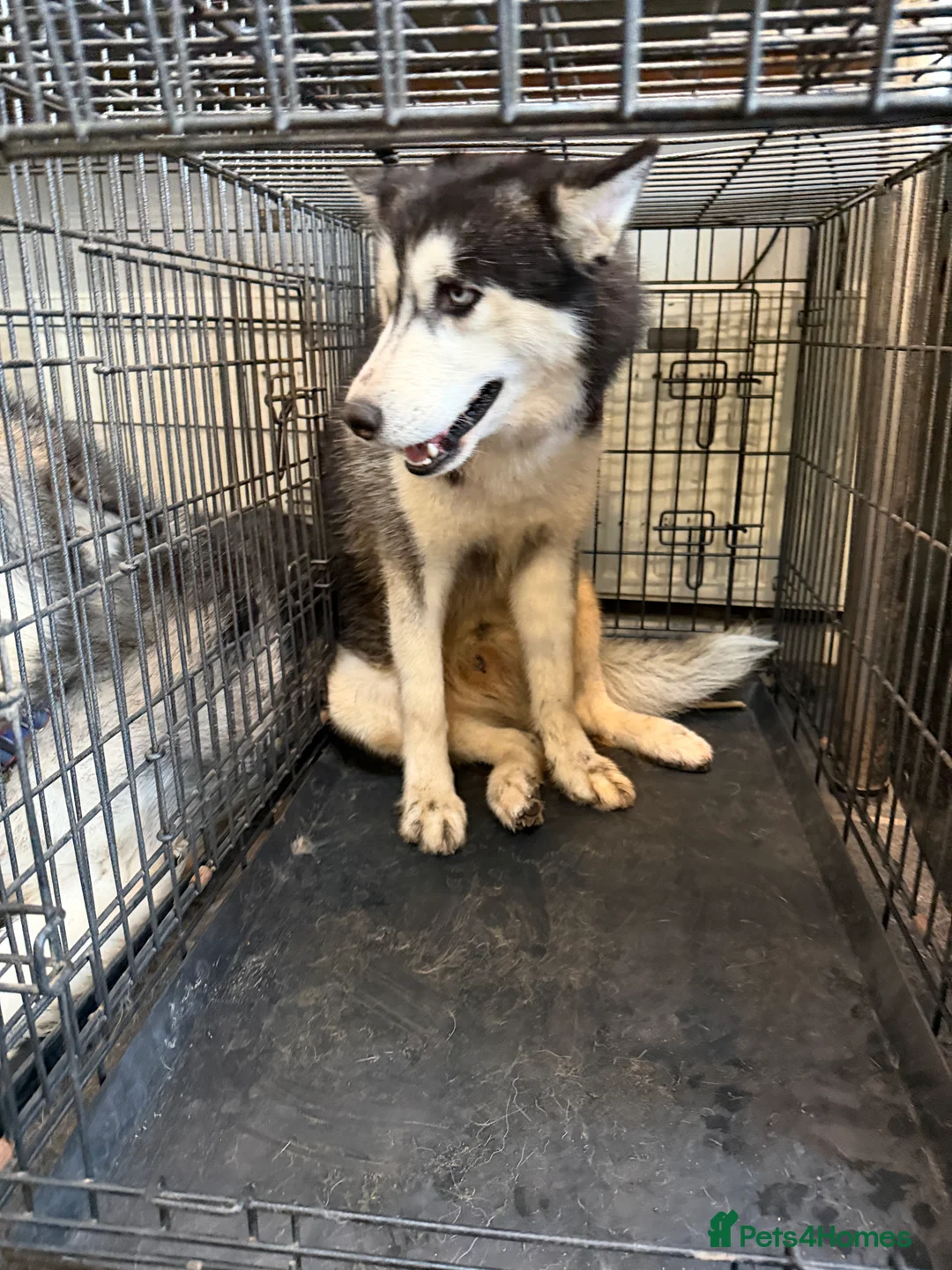 Siberian Husky dogs for stud: beautiful Zeus - Advert 4