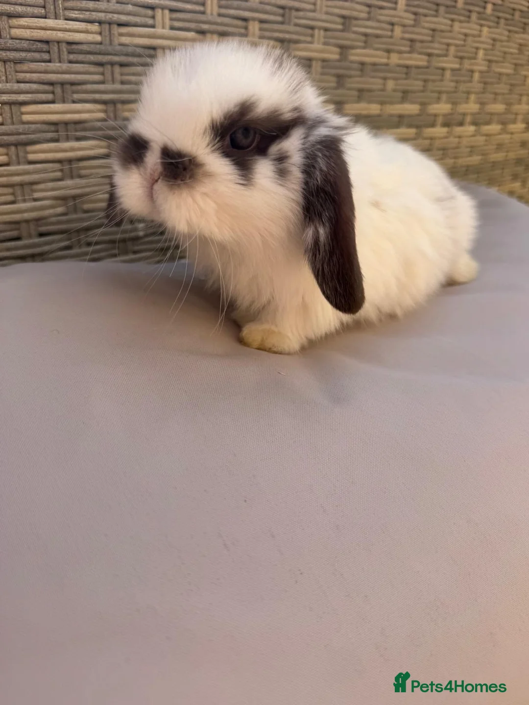 Mini Lop rabbits for sale: Gorgeous Mini Lops in Folkestone - Advert 2