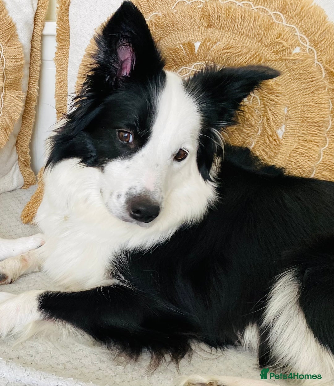 Border Collie dogs for sale: ❗️5⭐️ KC DNA tested champions LAST❗️border collie  - Advert 3