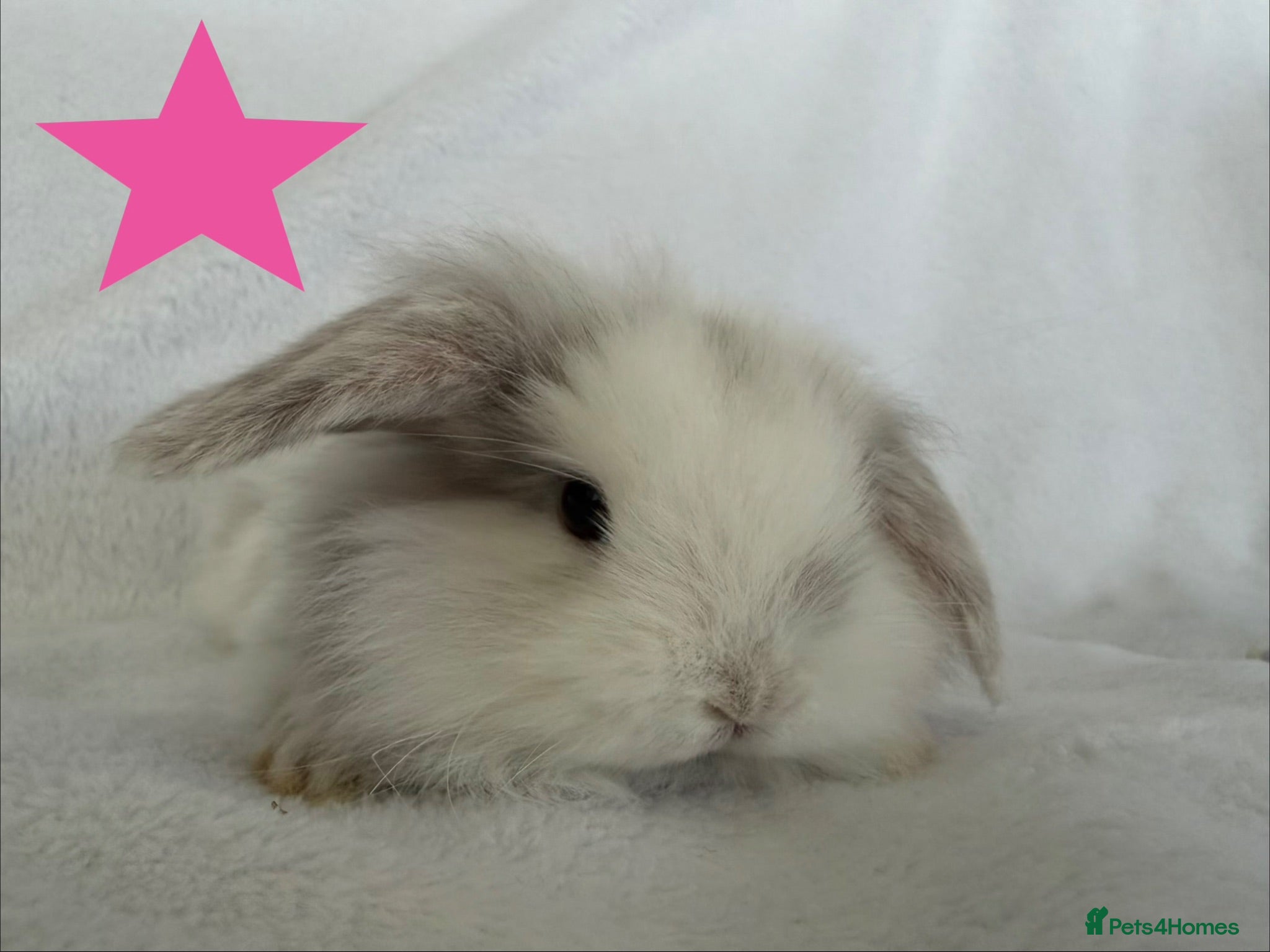 Mini Lop rabbits Beautiful mini lops **ready to reserve** - Advert 1