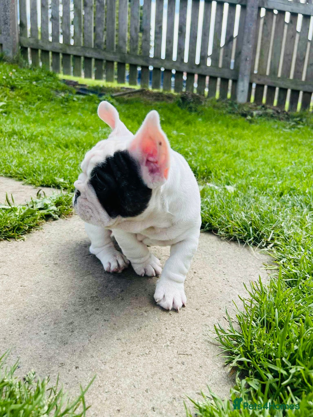 French Bulldog dogs for sale: 🏆KC registered, Standard French Bulldog Puppies🏆 - Image 2