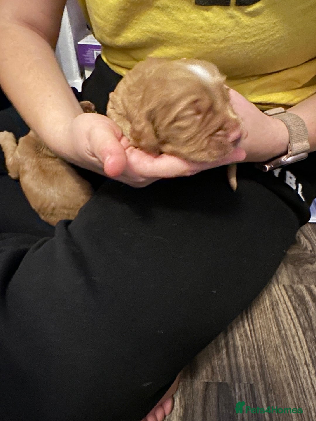 Cocker Spaniel dogs for sale: First and last litter top class red cockers - Image 9