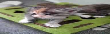 Maine Coon 2