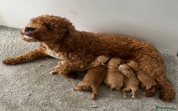 Cavapoo dogs for sale: Cavapoo puppies boys and girls available - Image 9