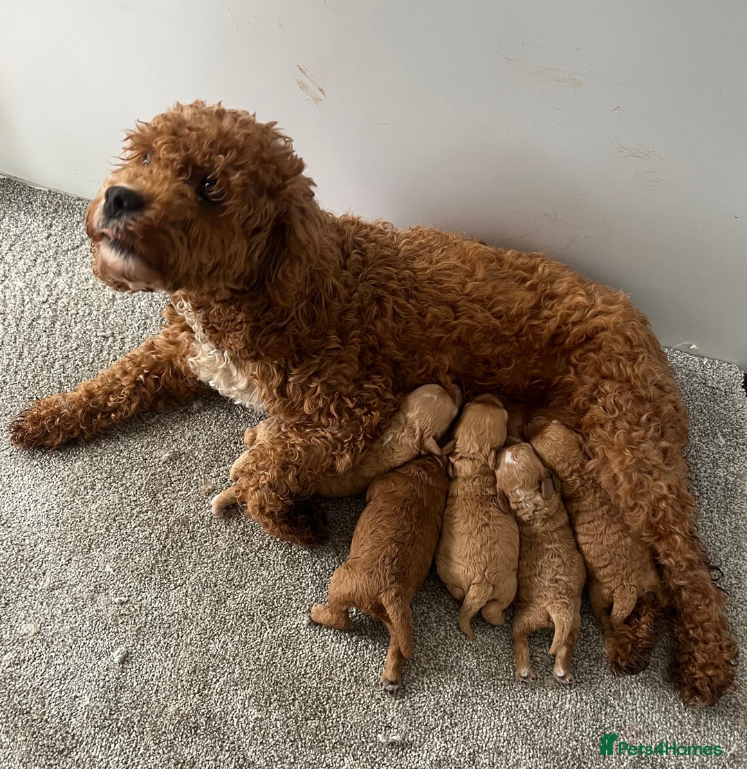 Cavapoo dogs for sale: Cavapoo puppies boys and girls available - Image 9