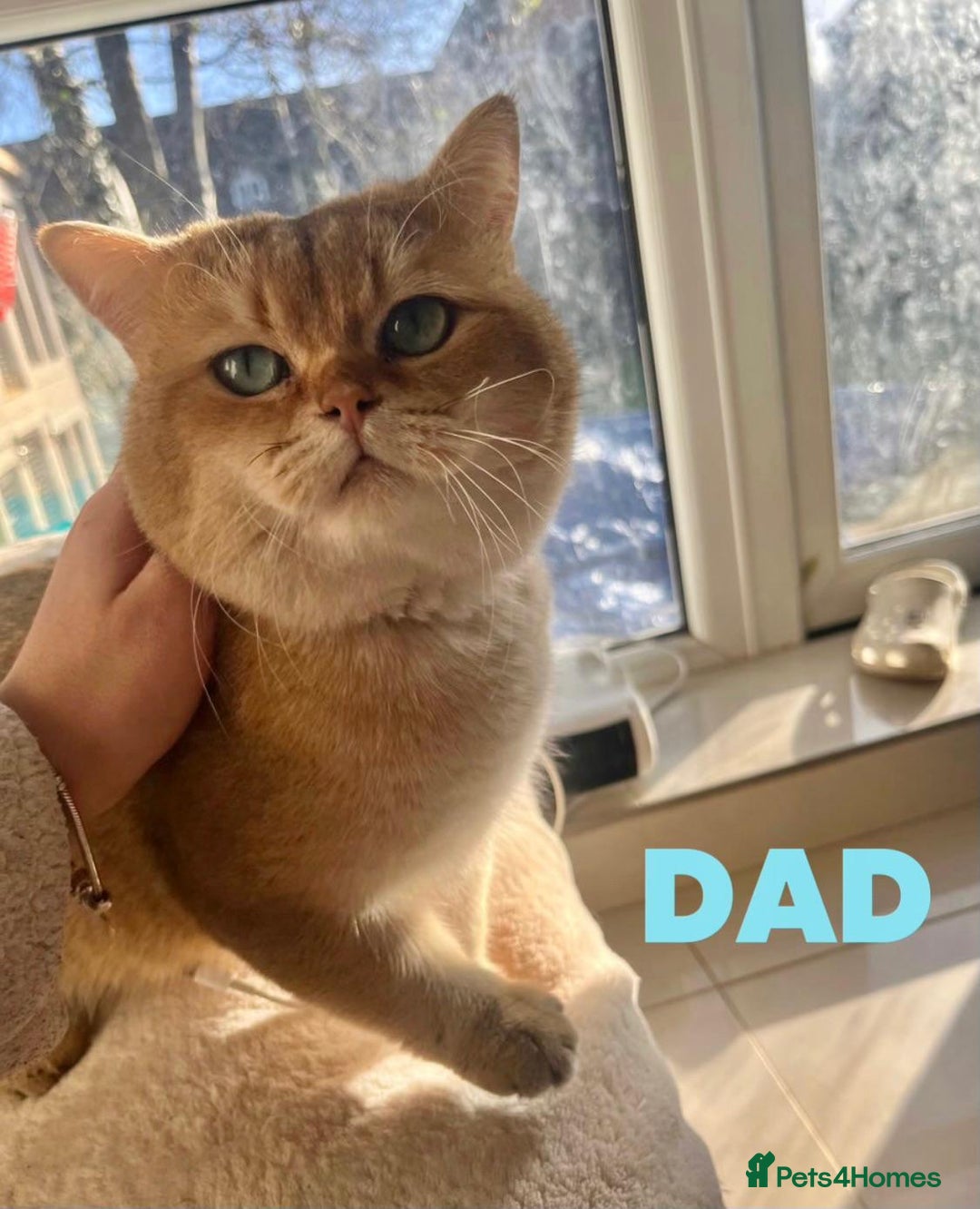 British Shorthair cats for sale: 💕 Pedigree GCCF blue golden British shorthair - Advert 5
