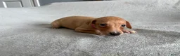 Whippet dogs for sale: 🐾 Beautiful Whippet Puppies – Boys & Girls - Advert 13