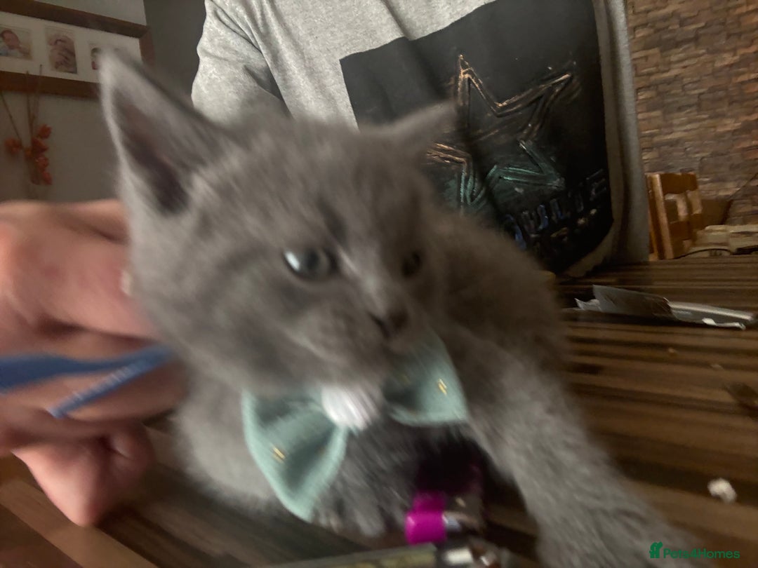 British Shorthair cats for sale: British Shorthair kittens  - Advert 10