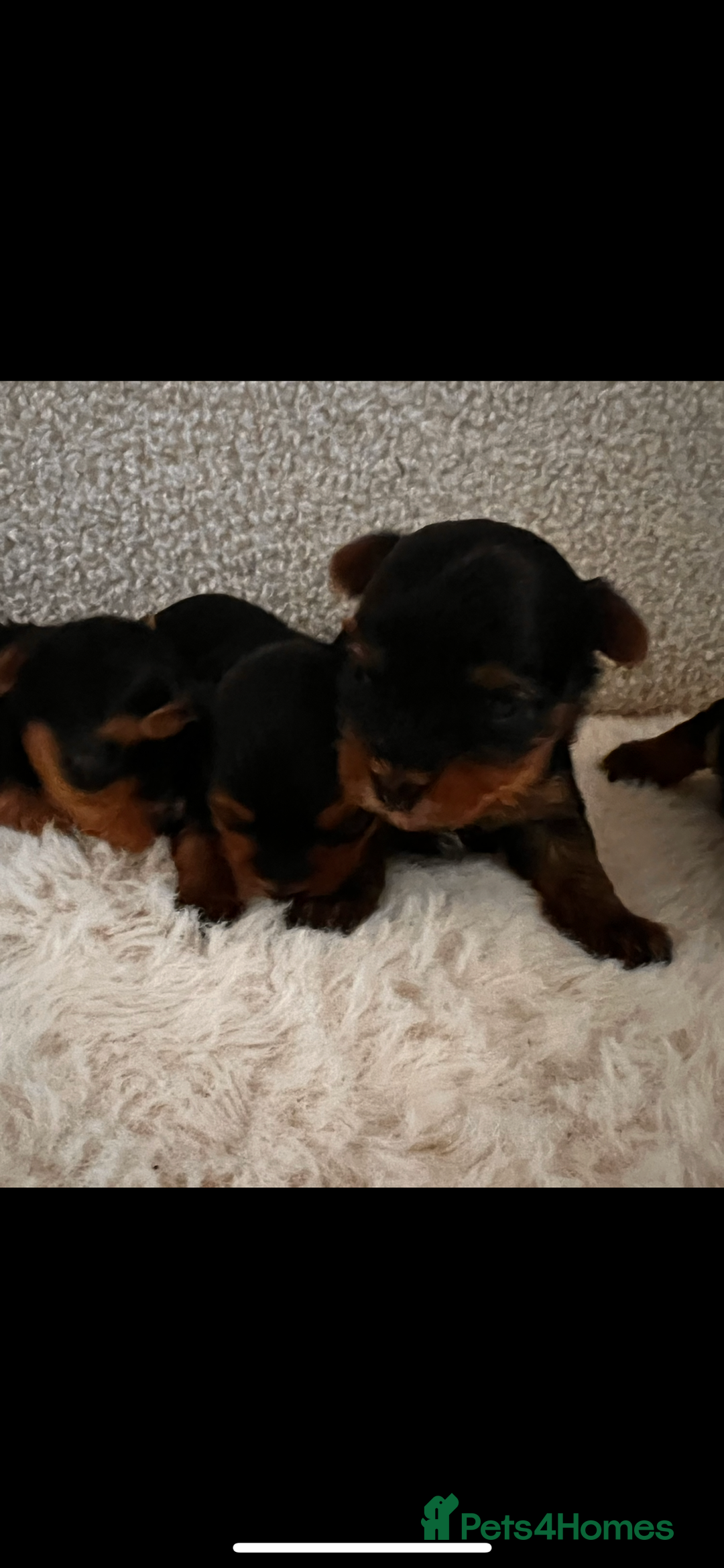 Yorkshire Terrier dogs for sale: ❣️❣️❣️ Miniature Yorkshire Terriers – 4 Boys ❣️❣️ - Advert 6