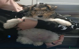 Fox Terrier dogs for sale: Wirefox terrier puppies KC registered READY NOW - Image 2