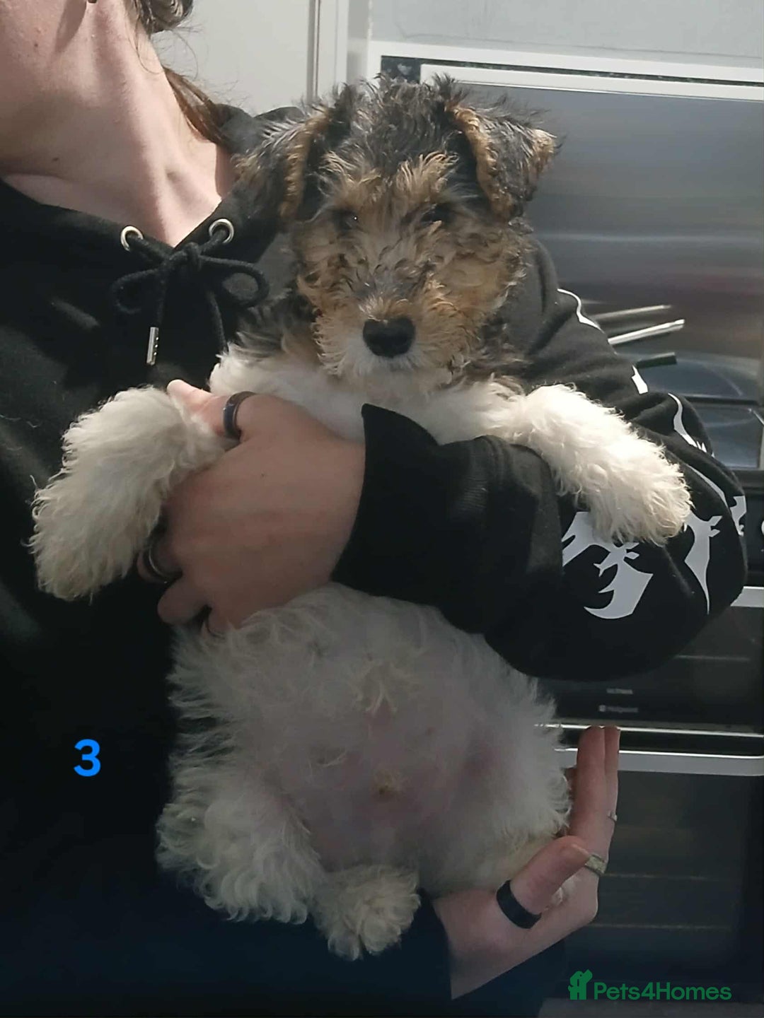 Fox Terrier dogs for sale: Wirefox terrier puppies KC registered READY NOW - Image 2