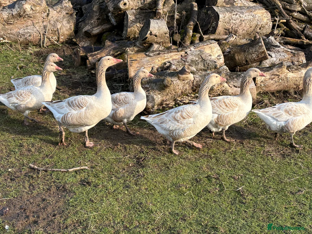 Geese poultry for sale: Brecon Buff Geese - Advert 1
