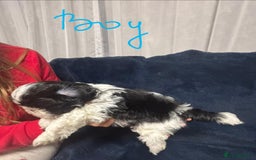 Shih Tzu dogs for sale: Imperial Shih Tzu Ready to leave - Image 15