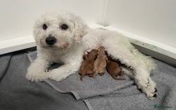 Cockapoo dogs for sale: Gorgeous Tiny Cockapoo mix:Asian Poodle & cockapoo - Image 5