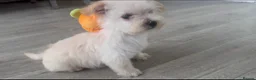 Westiepoo dogs for sale: Westiepoo Boy in Bolton - Advert 3