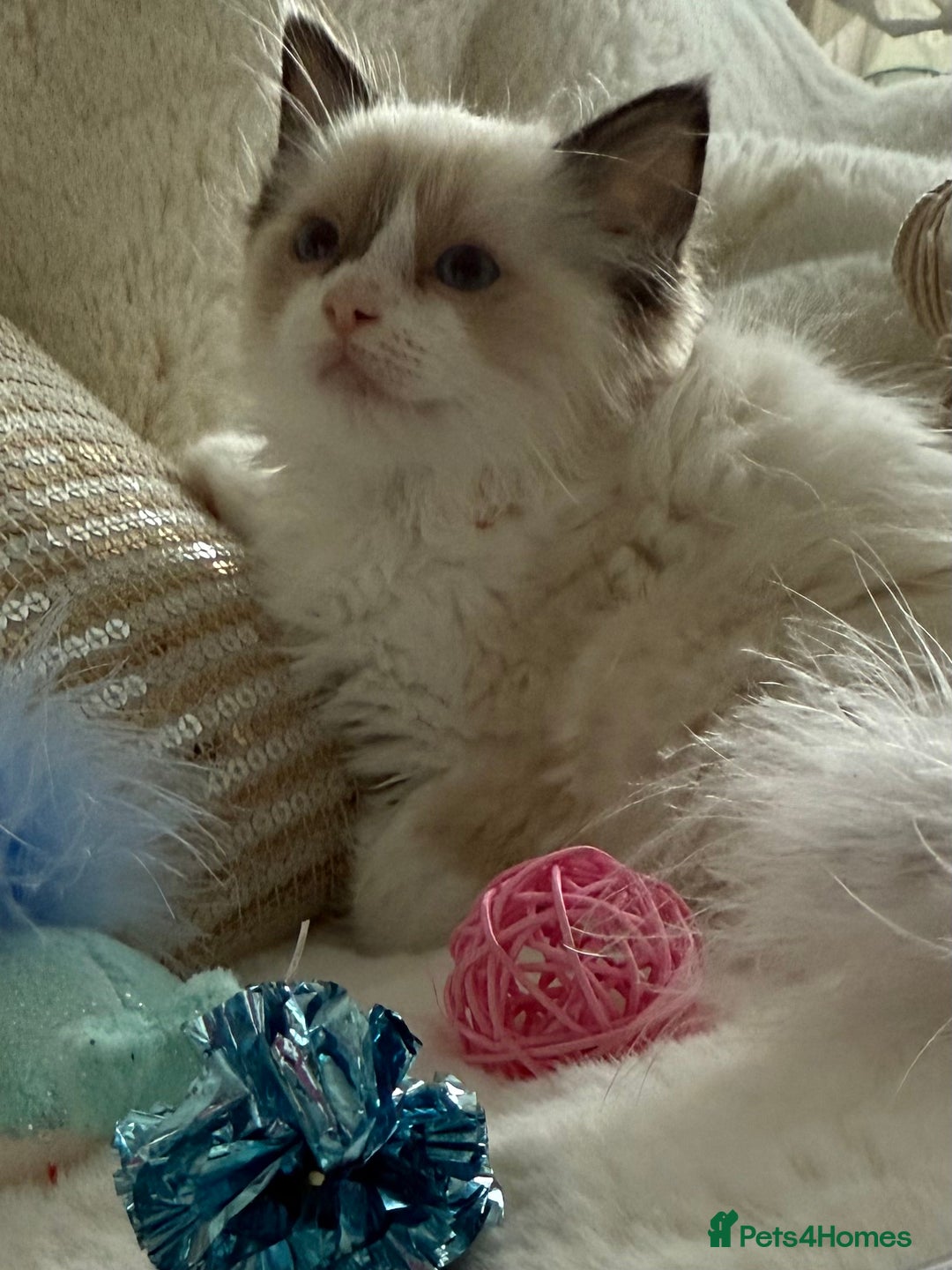 Ragdoll cats for sale: 💙🩷GCCF RAGDOLL KITTENS M&F 9WKS NEUT & SPAYED 🥇 - Image 6