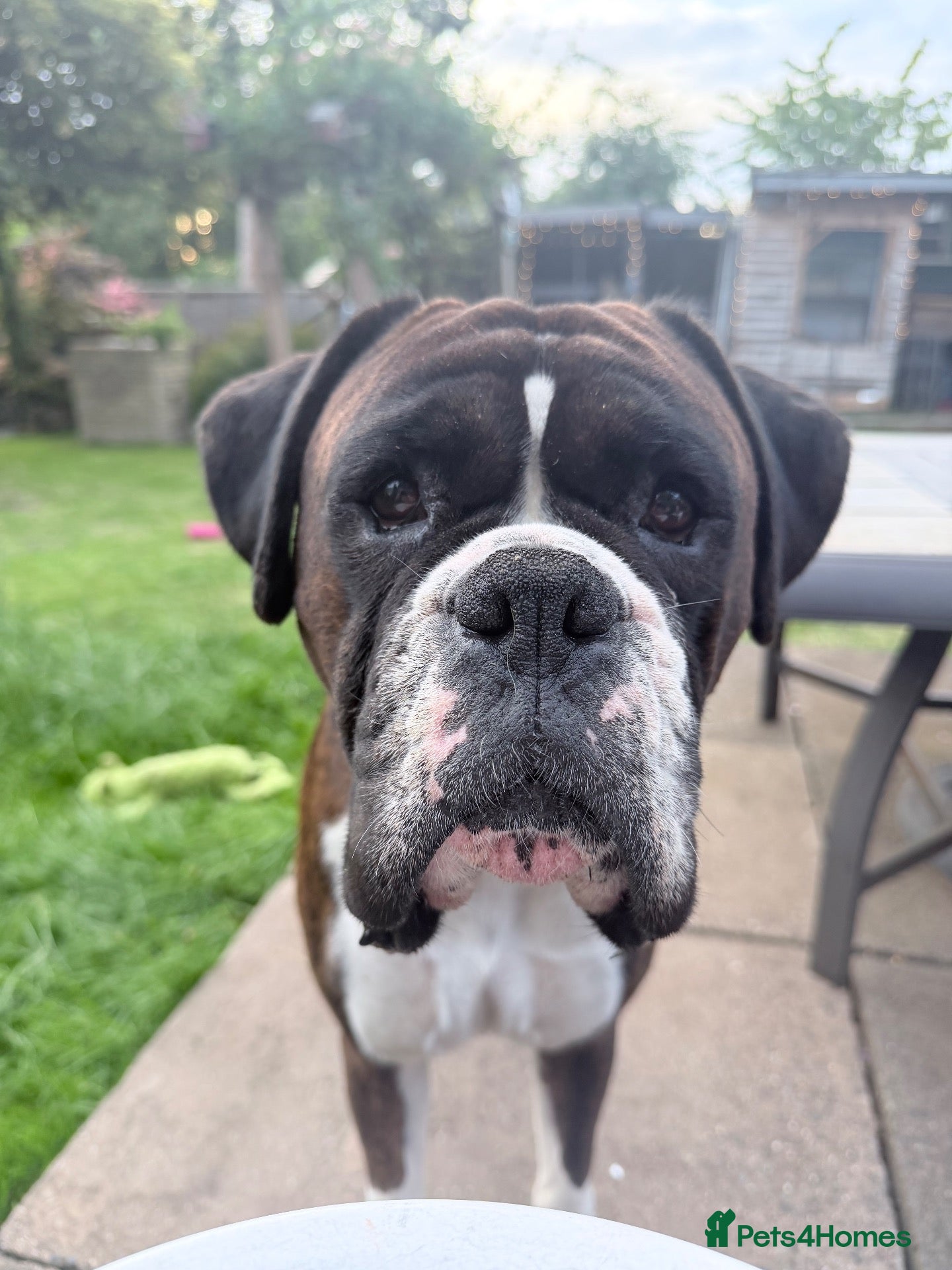 Boxer dogs Beautiful pedigree male Boxer - Advert 1