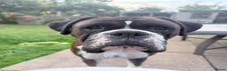 Boxer dogs for sale: Beautiful pedigree male Boxer - Advert 1