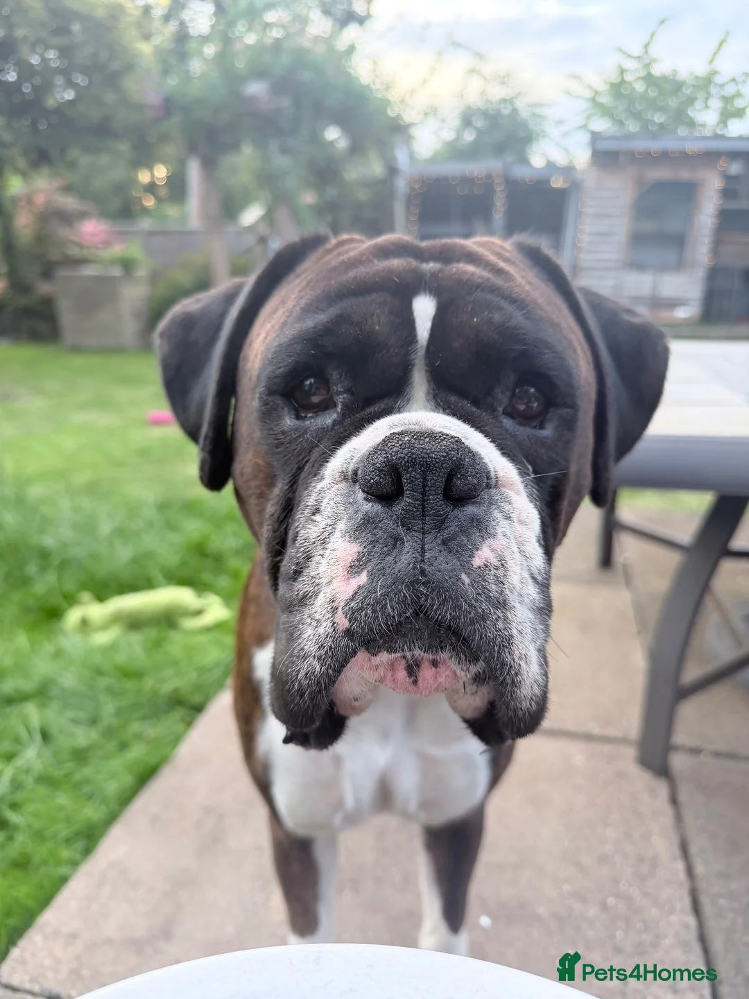 Boxer dogs for sale: Beautiful pedigree male Boxer - Advert 1