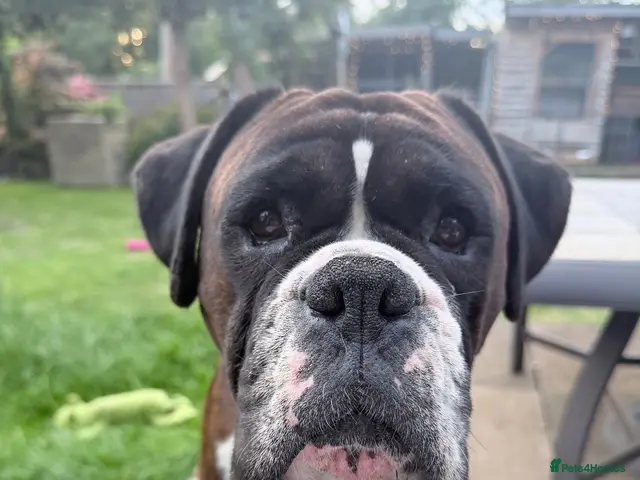 Boxer dogs Beautiful pedigree male Boxer - Advert 1
