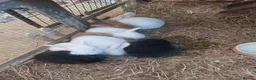 French Lop rabbits for sale: French Lop babies - Advert 2