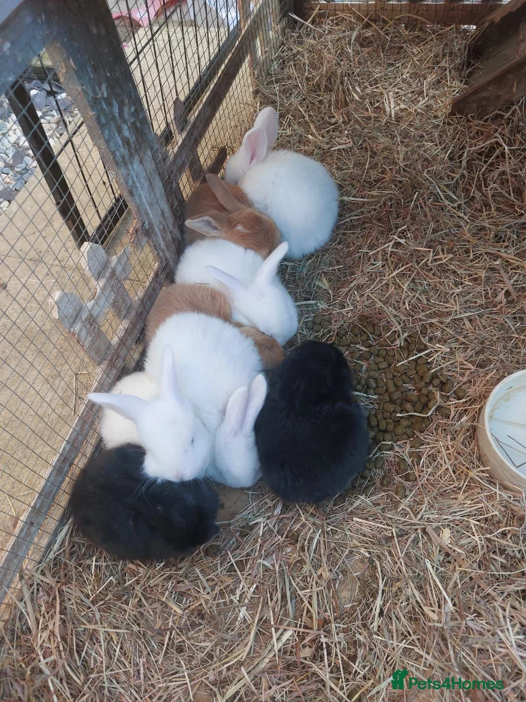 French Lop rabbits for sale: French Lop babies - Advert 2