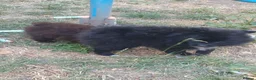 Pomeranian dogs for sale: Pomeranian puppies ready now - Advert 9