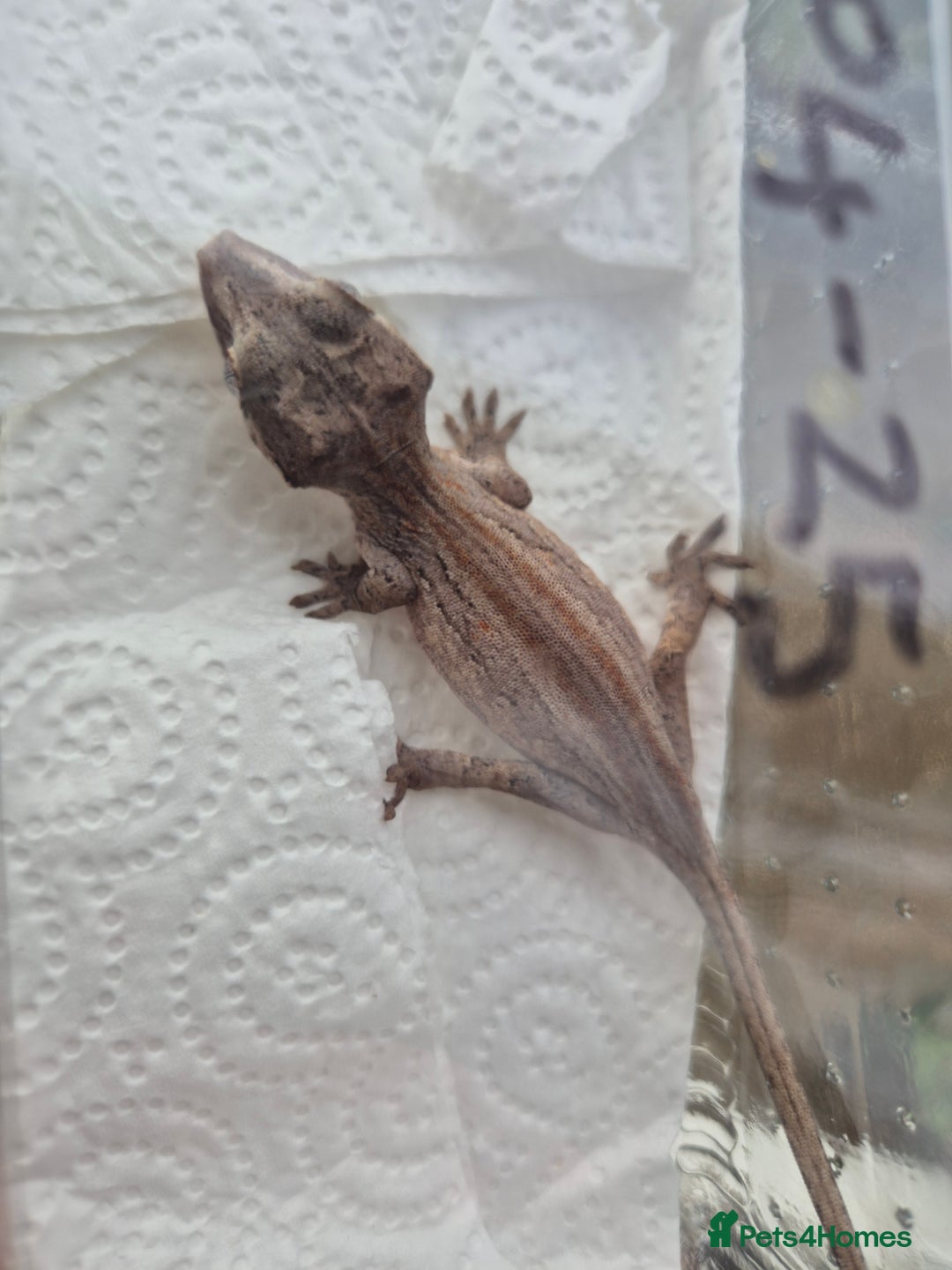 Gecko reptiles for sale: crested geckos, leopard geckos - Advert 15