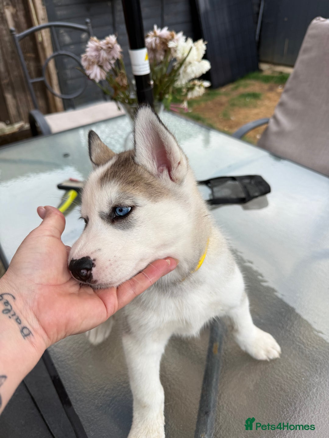 Siberian Husky dogs for sale: Siberian husky - Image 6