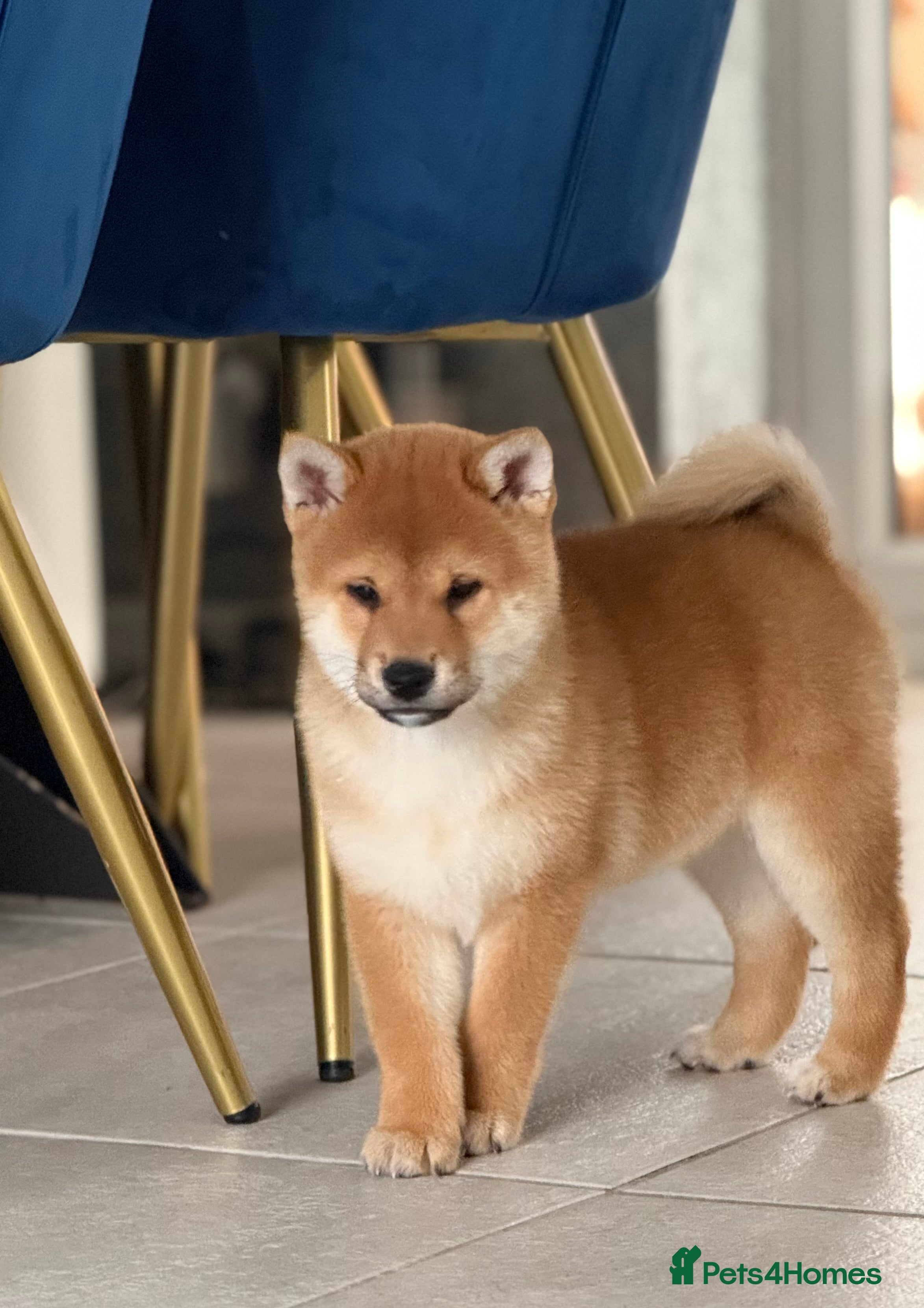 Japanese Shiba Inu dogs KC registered Clear DNA red Shiba Inu male puppy  - Advert 10