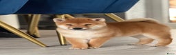 Japanese Shiba Inu dogs for sale: KC registered Clear DNA red Shiba Inu male puppy  - Advert 3