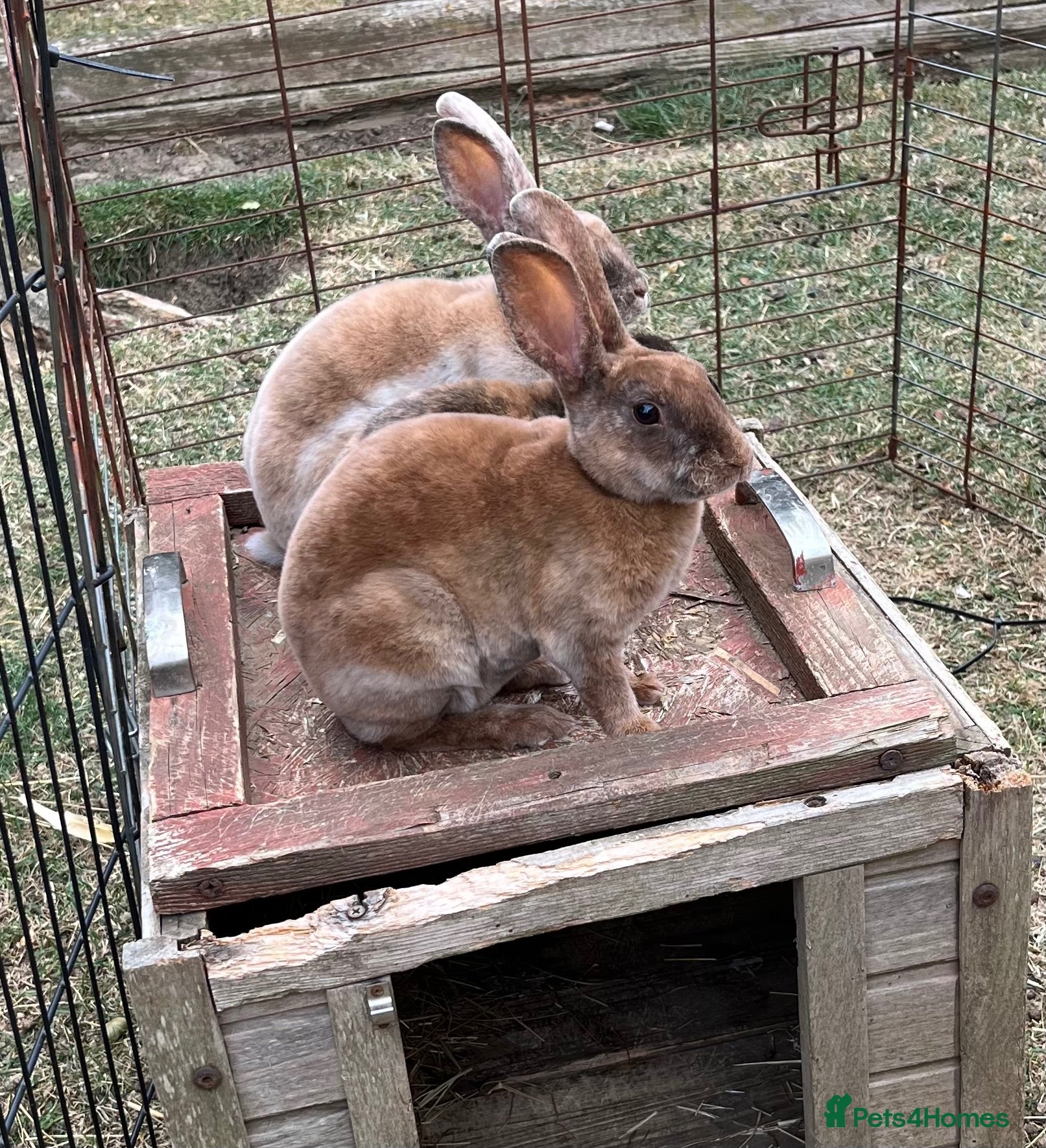 Rex rabbits Mini Rex  - Advert 2